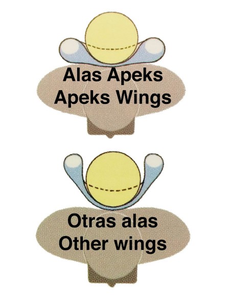jdive-apeks-wtx-d30-d40 jdive-apeks-wtx-d30-d40